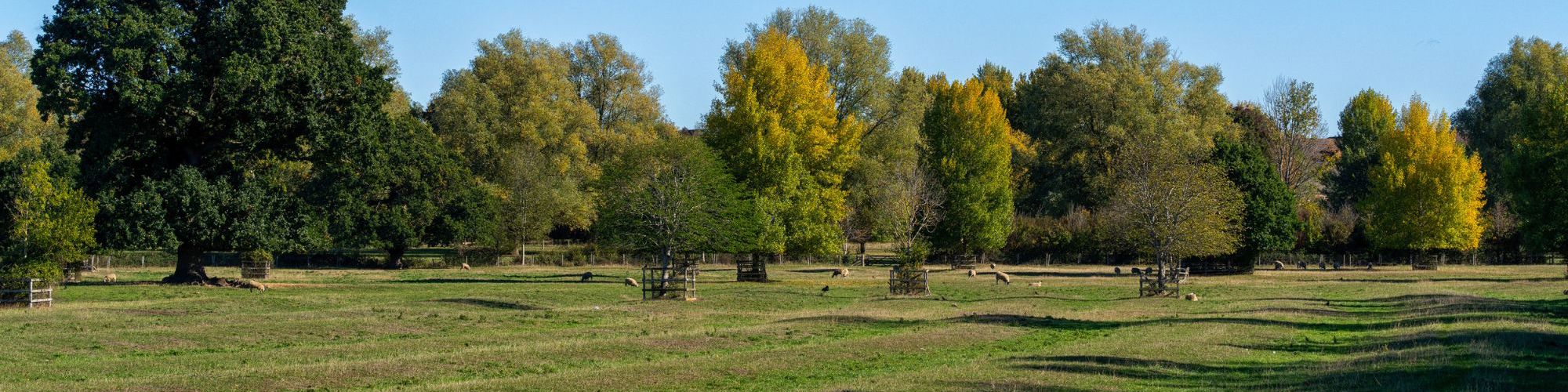 Parkland with trees and sheep in distance