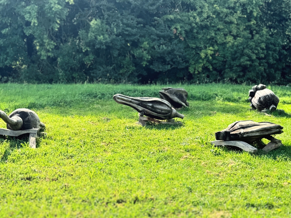 The image shows wooden carved seed pods arranged against a backdrop of grass and a tree. The seed pods vary in size and have intricate details, rough surface pairs with the natural outdoor setting of the tree and grass. The earthy tones of the wood blend harmoniously with the green surroundings.