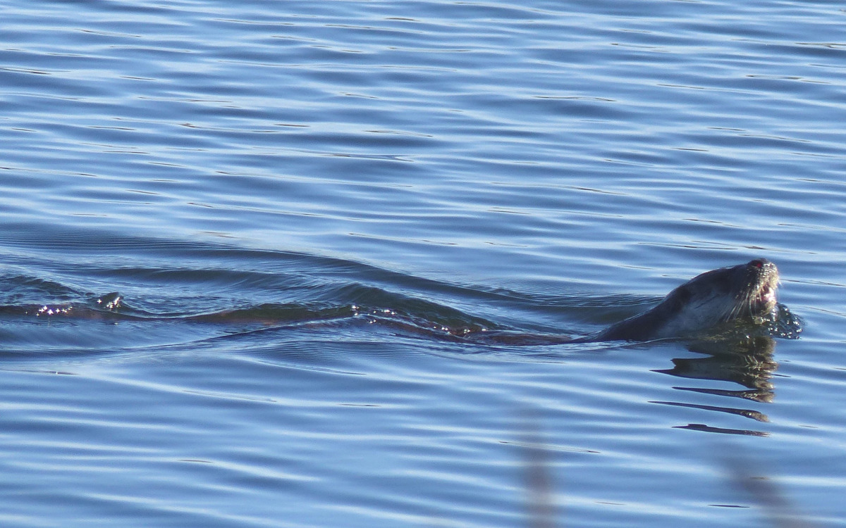 Otter swimming in water