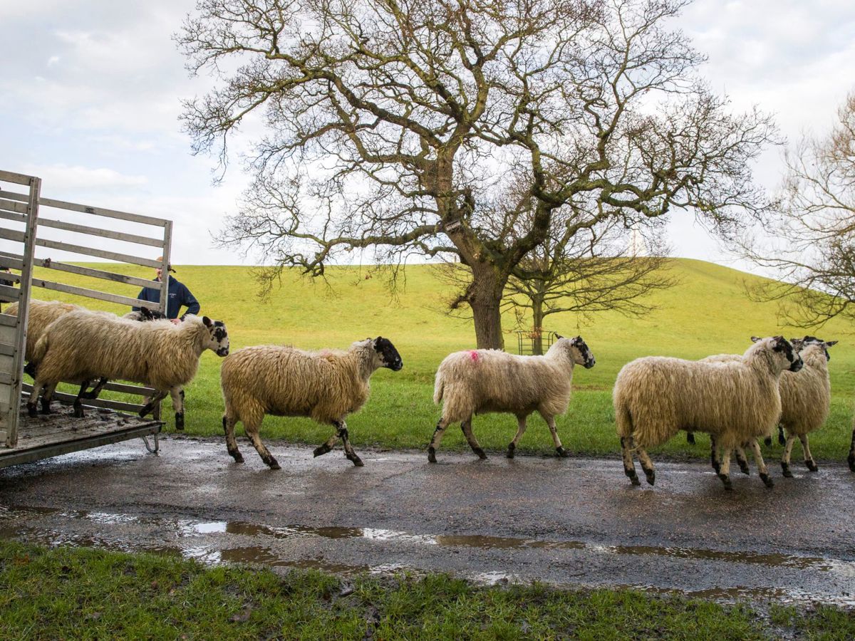 Sheep arriving off truck in Campbell Park
