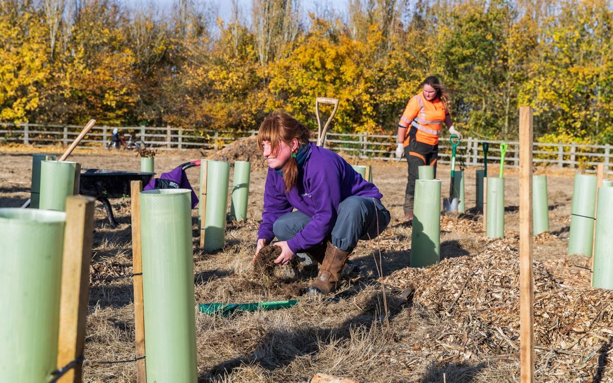 The Parks Trust team member planting trees in the ground