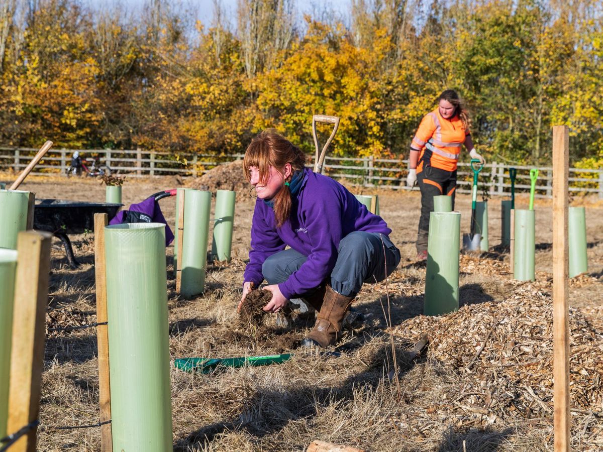 The Parks Trust team member planting trees in the ground