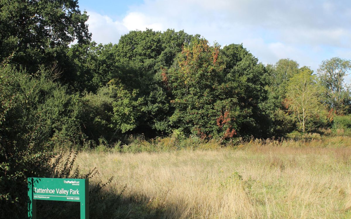 Woodland that protects the fish pond