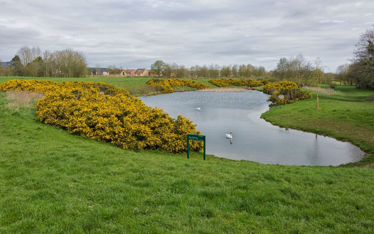 Stonepit Field pond with sign and yellow flowers and swans