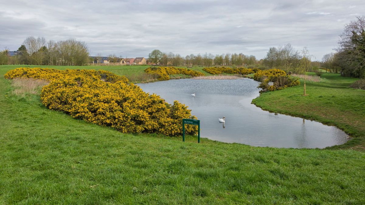 Stonepit Field pond with sign and yellow flowers and swans