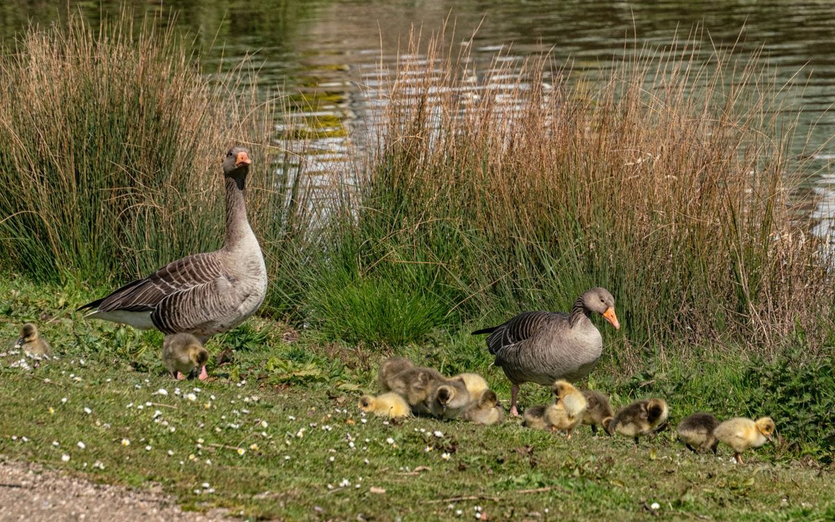 Greylag geese with babies