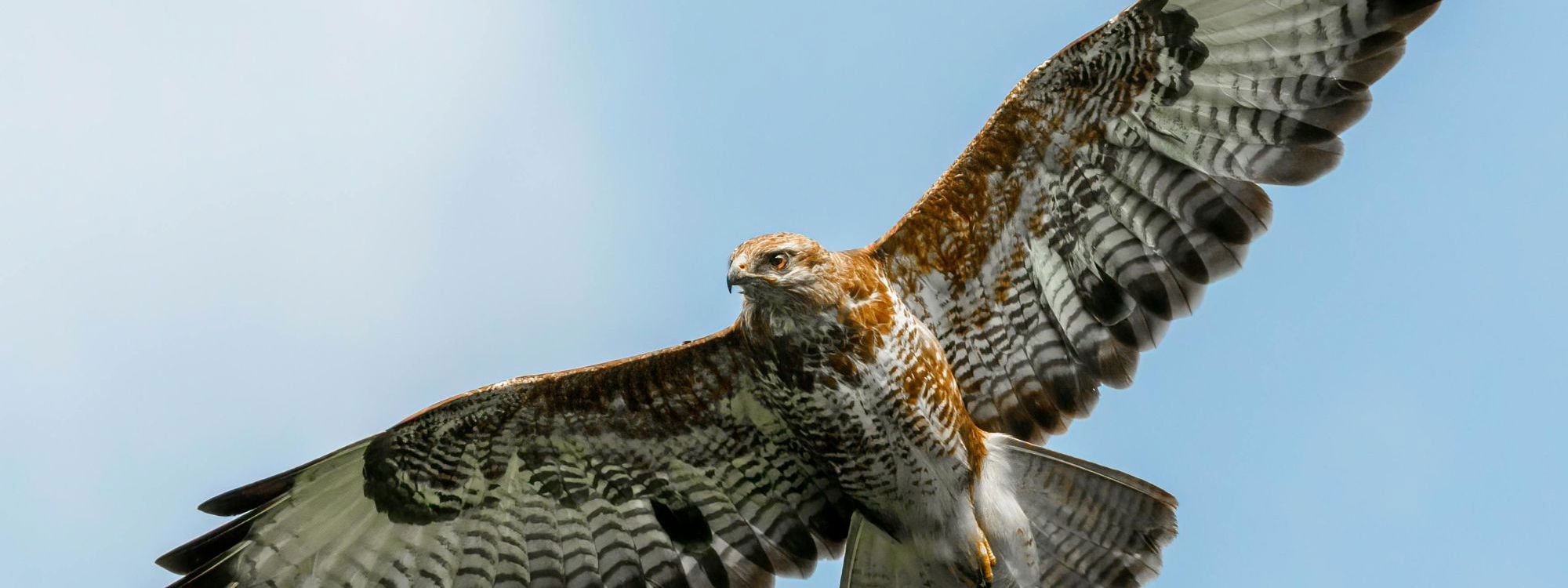 Queen Raptor Bird Raptors | The Parks Trust