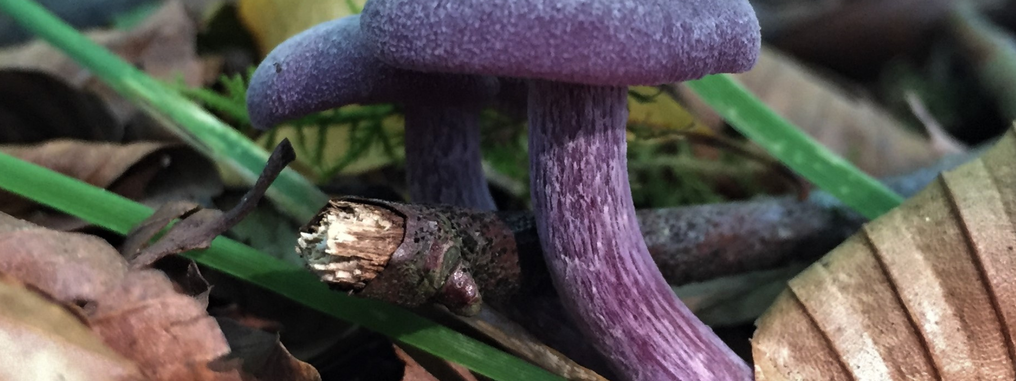 Purple amethyst fungi 