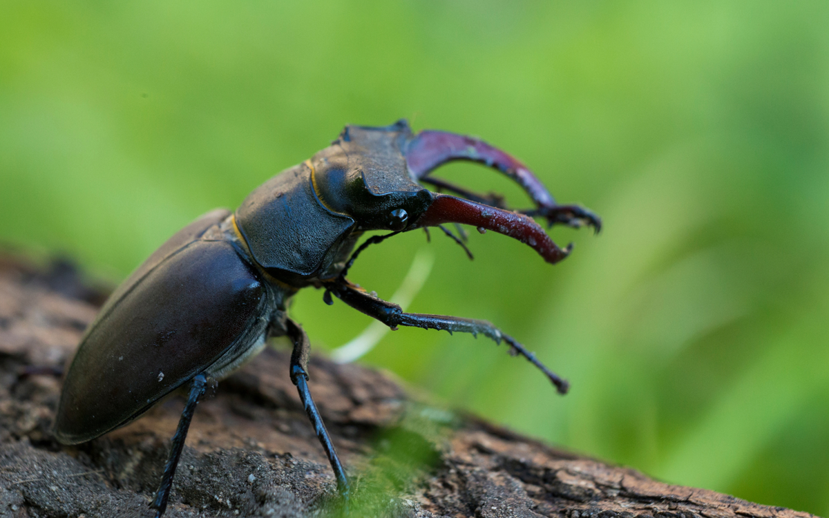 A male greater stag beetle standing on a log on its back four legs, raising its front legs and large mandibles into the air. It is a deep reddish brown in colour.