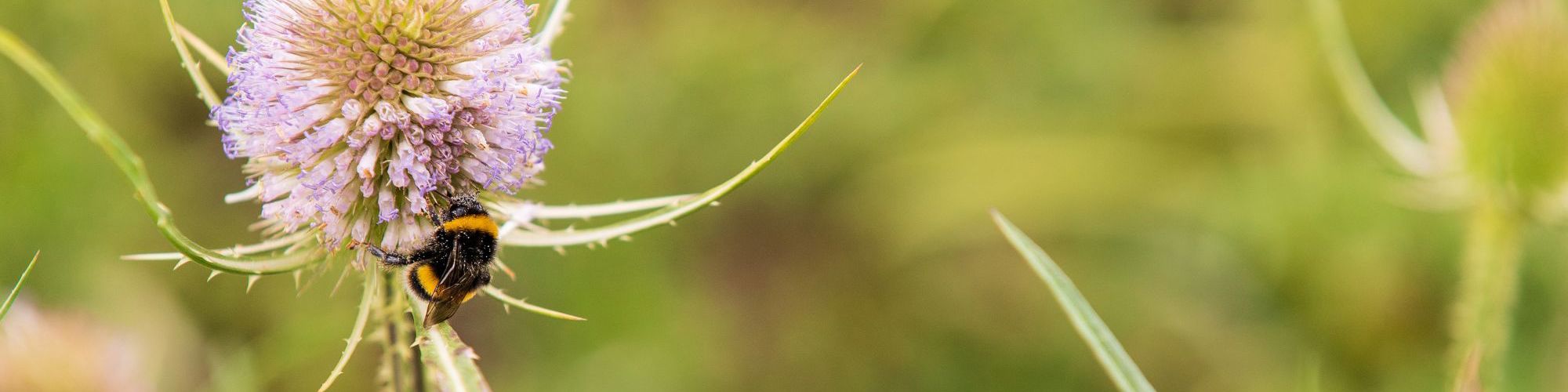 Bumblee bee getting nectar from flower