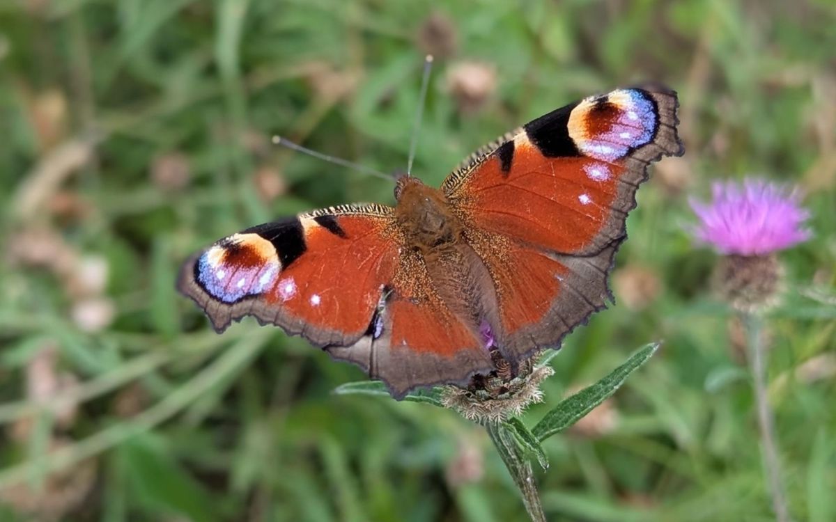 Butterfly on greenery