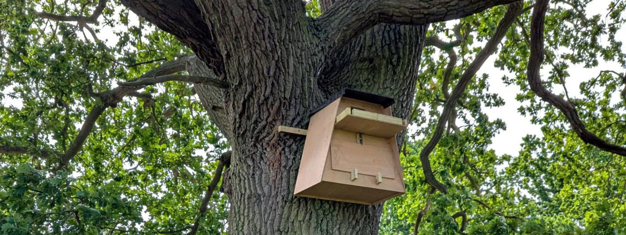 Wooden barn owl box attached to a tree