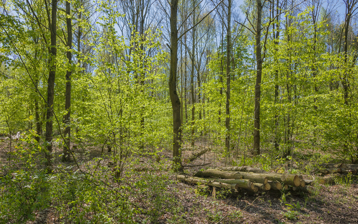 Young trees and log pile at Hazeley Wood.