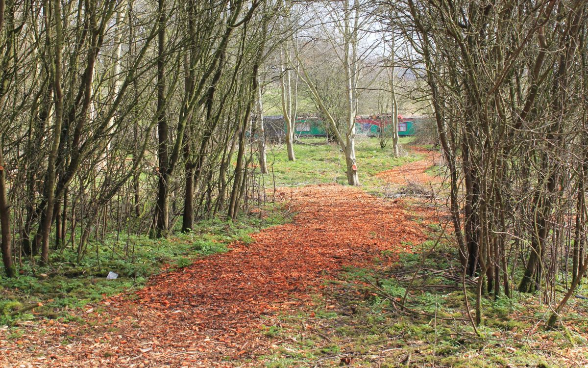 Pathway through trees