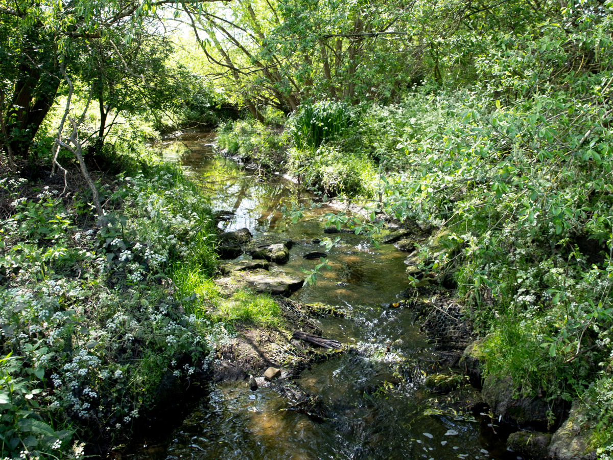 A river with boulders