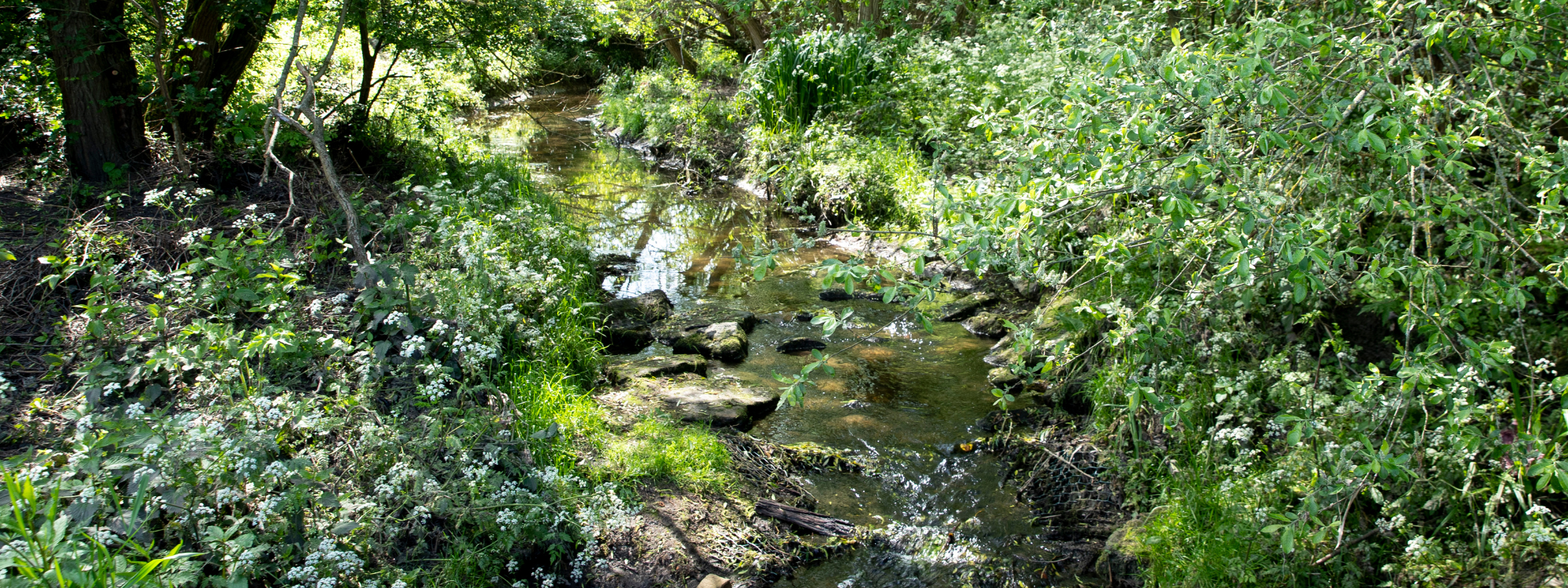 A river with boulders