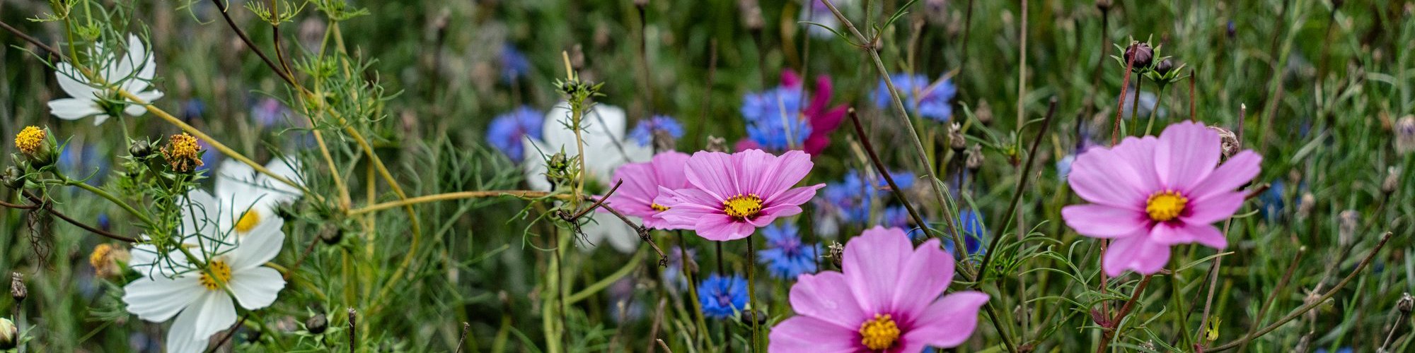 Pink and purple flowers in meadow