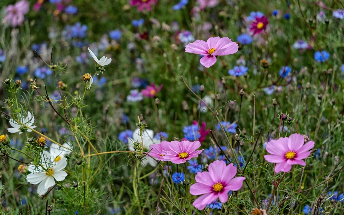Pink and purple flowers in meadow