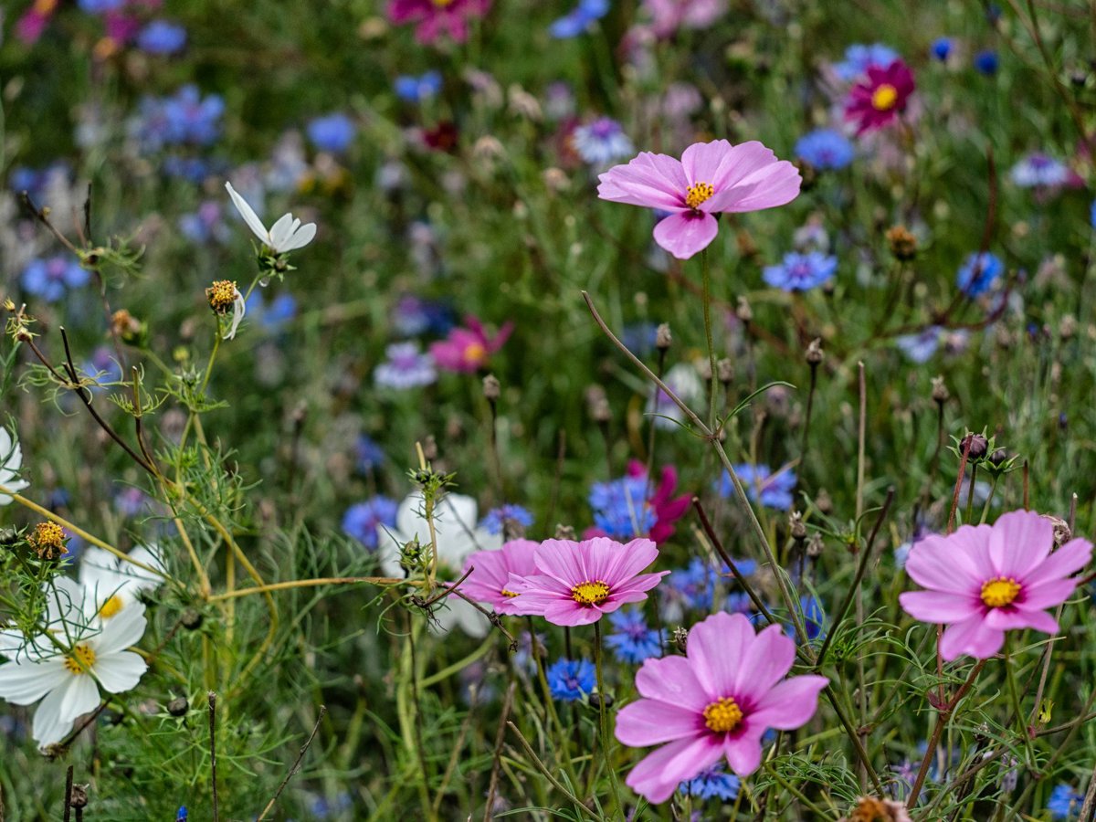 Pink and purple flowers in meadow