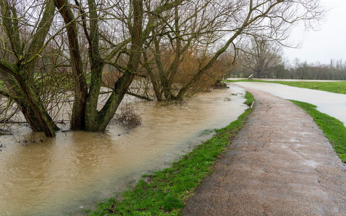 The river ouzel in flood