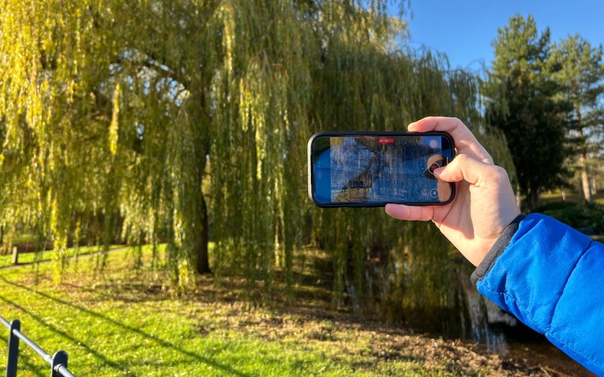 Hand holding phone videoing tree in a park