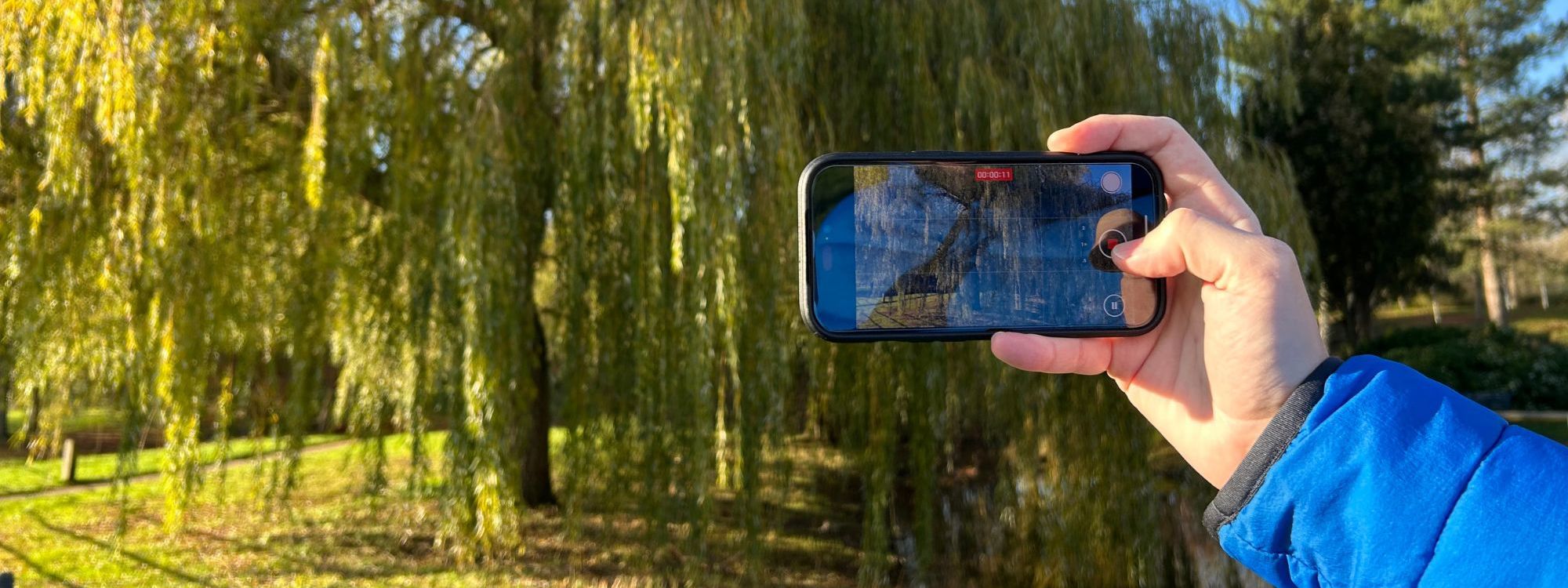 Hand holding phone videoing tree in a park