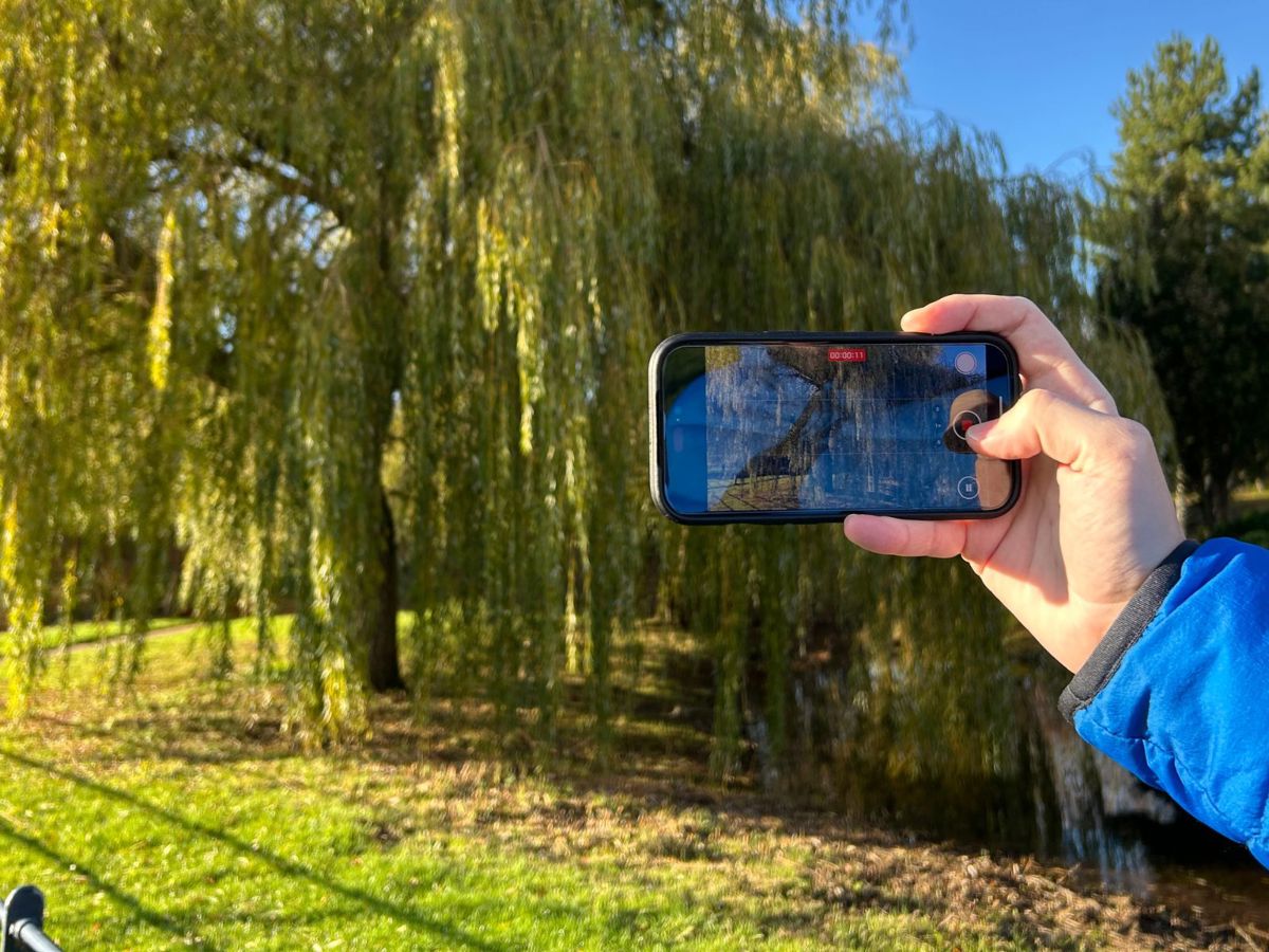 Hand holding phone videoing tree in a park