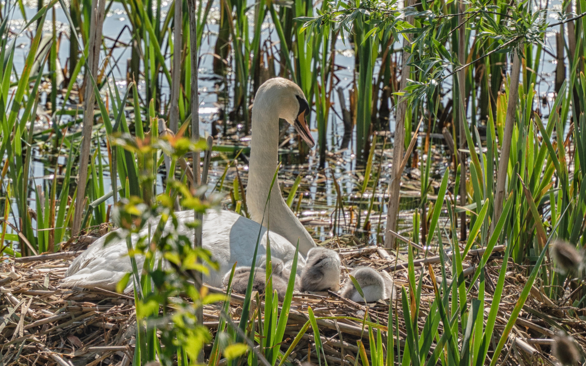 A swan sitting on a nest with three young cygnets. They are surrounded by tall green grasses.