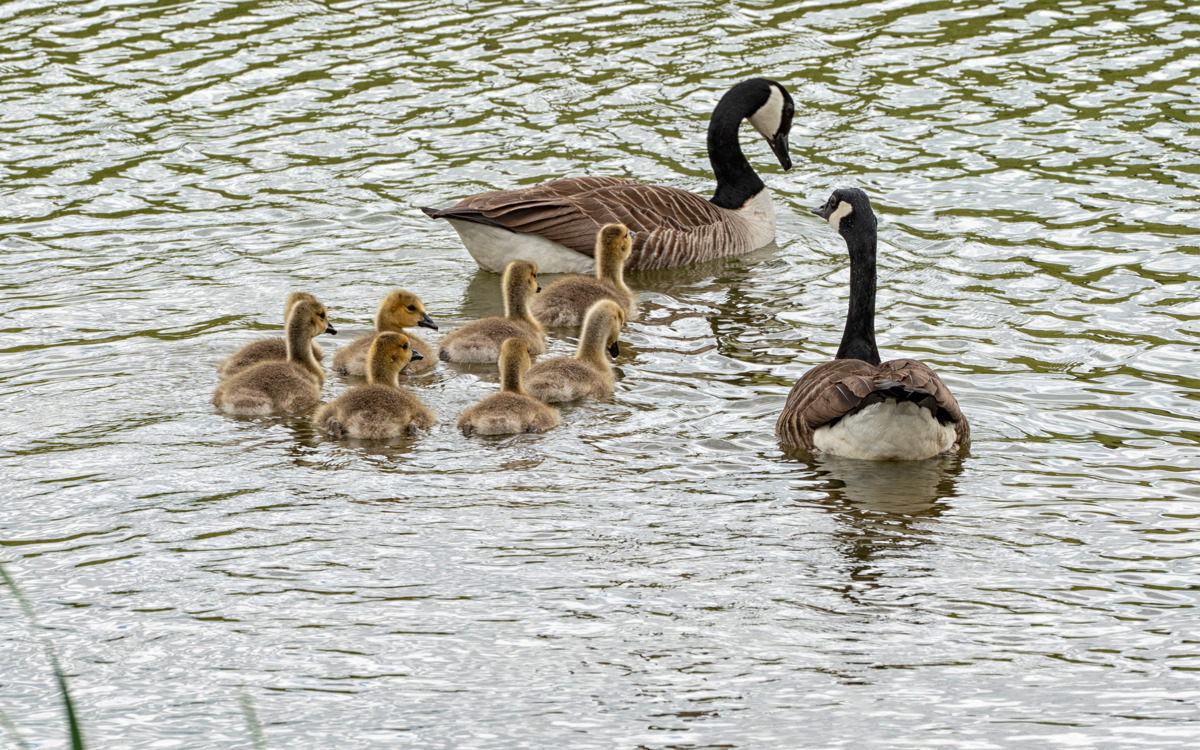 Geese and goslings in the water at Glebe Farm.