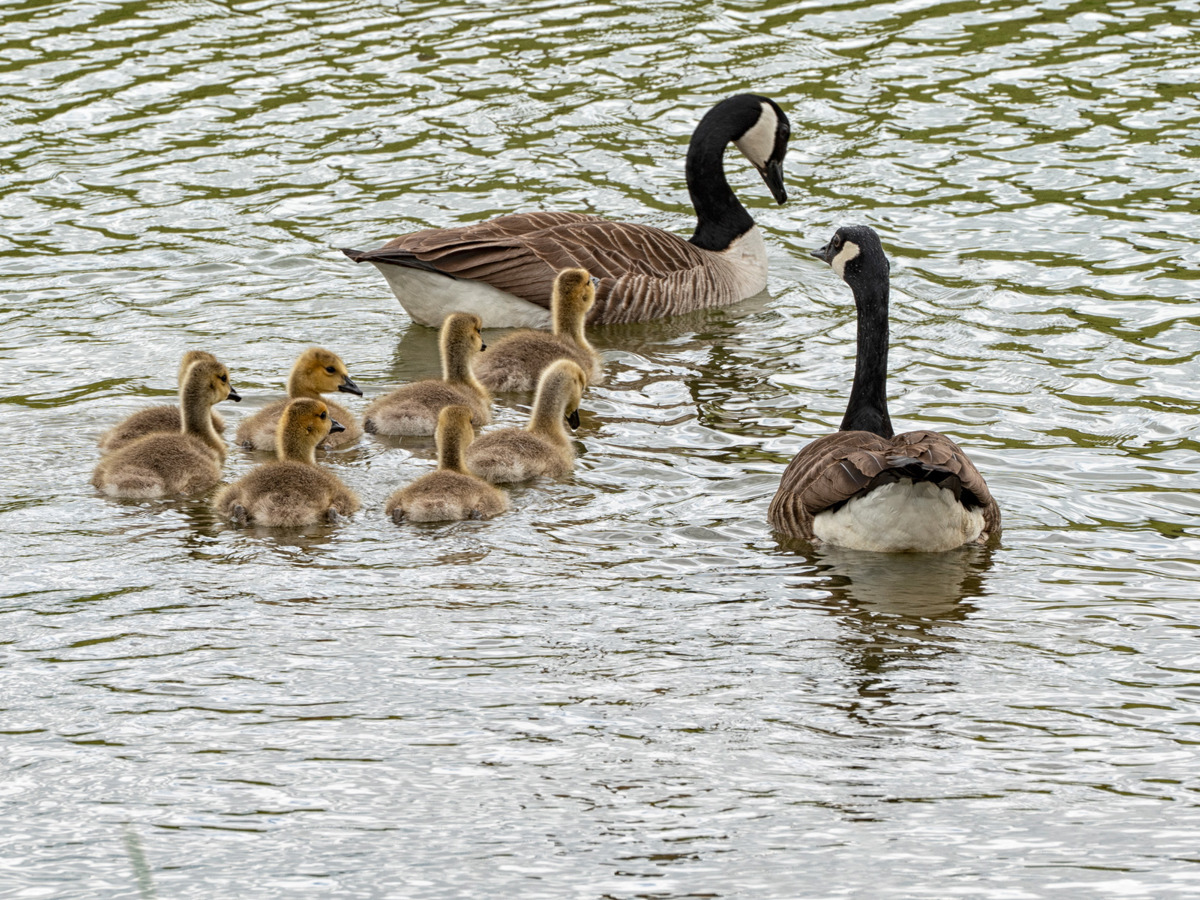 Geese and goslings in the water at Glebe Farm.