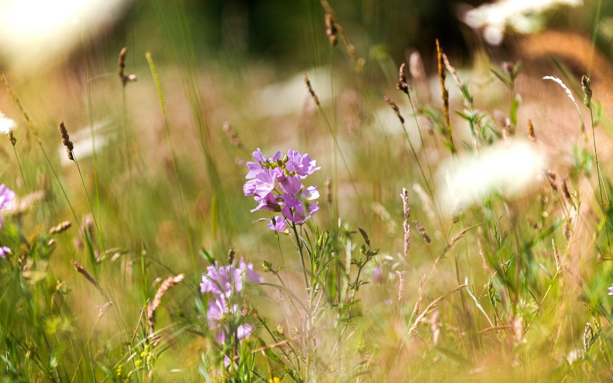 Wildflower Meadow up close on grass and pink flowers
