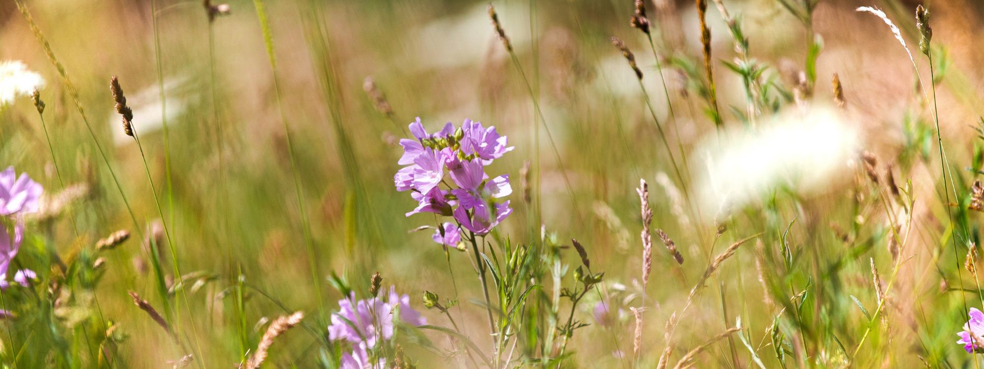 Wildflower Meadow up close on grass and pink flowers