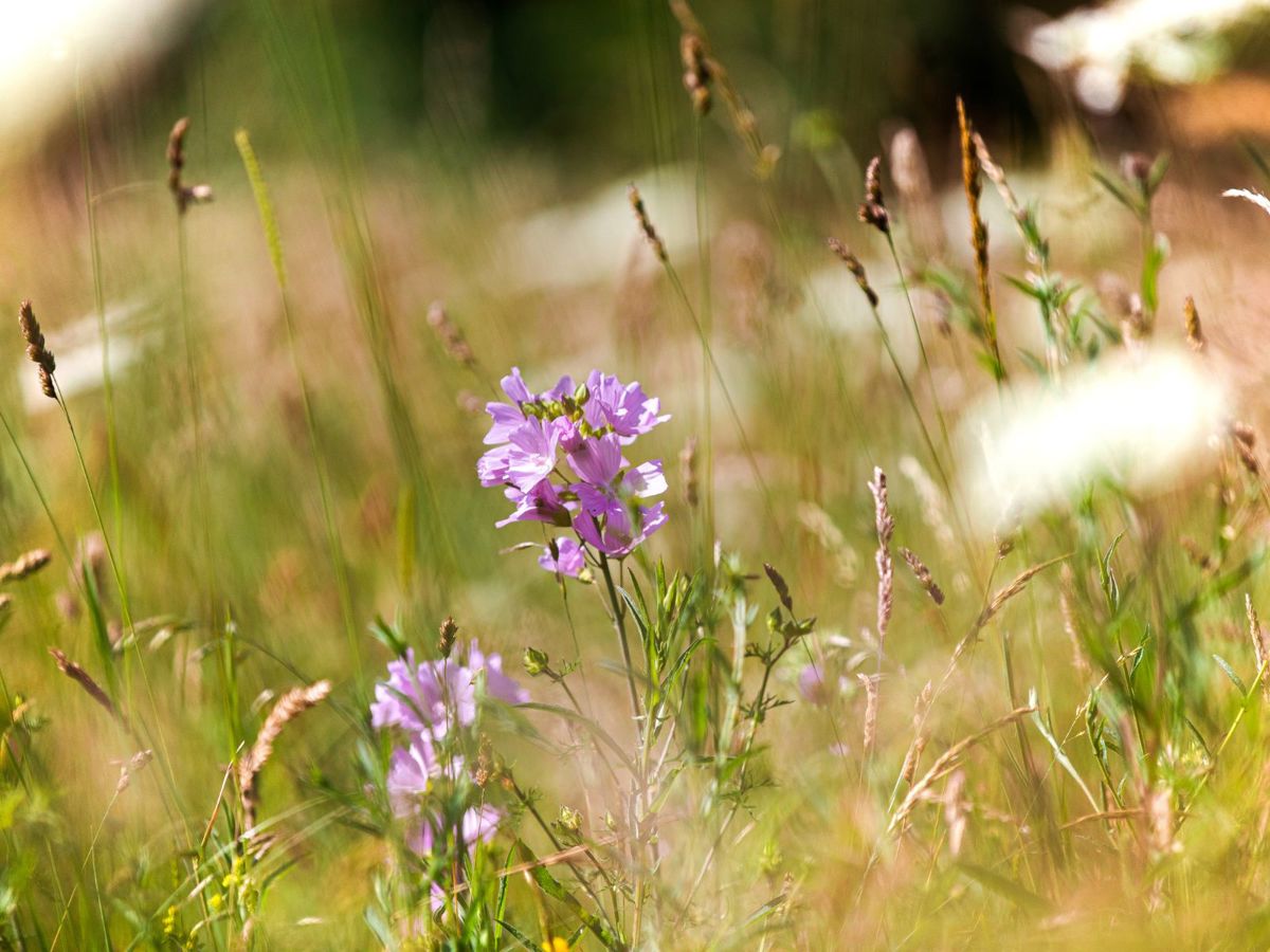 Wildflower Meadow up close on grass and pink flowers