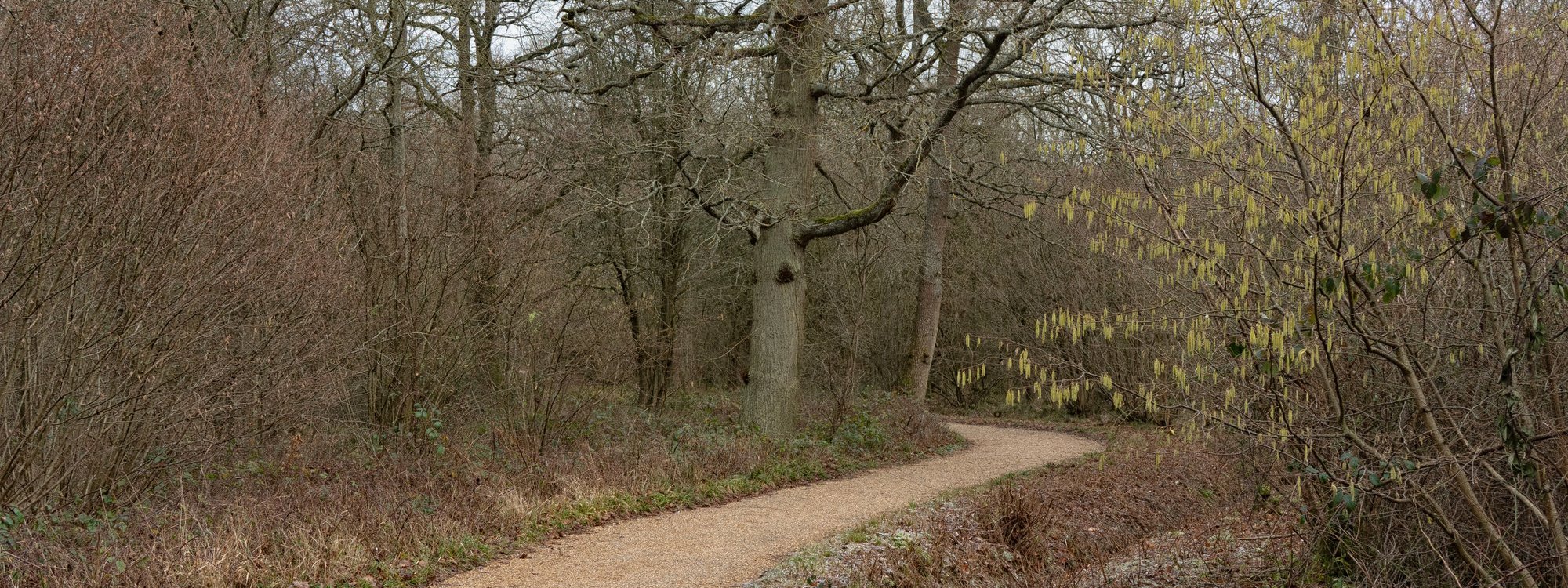 A frosty pathway through Linford Wood