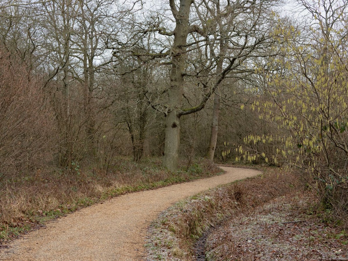 A frosty pathway through Linford Wood