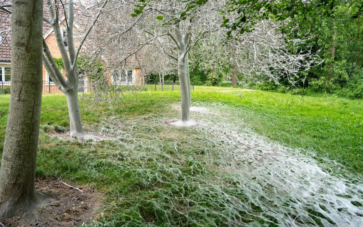 Trees with white webs in parkland