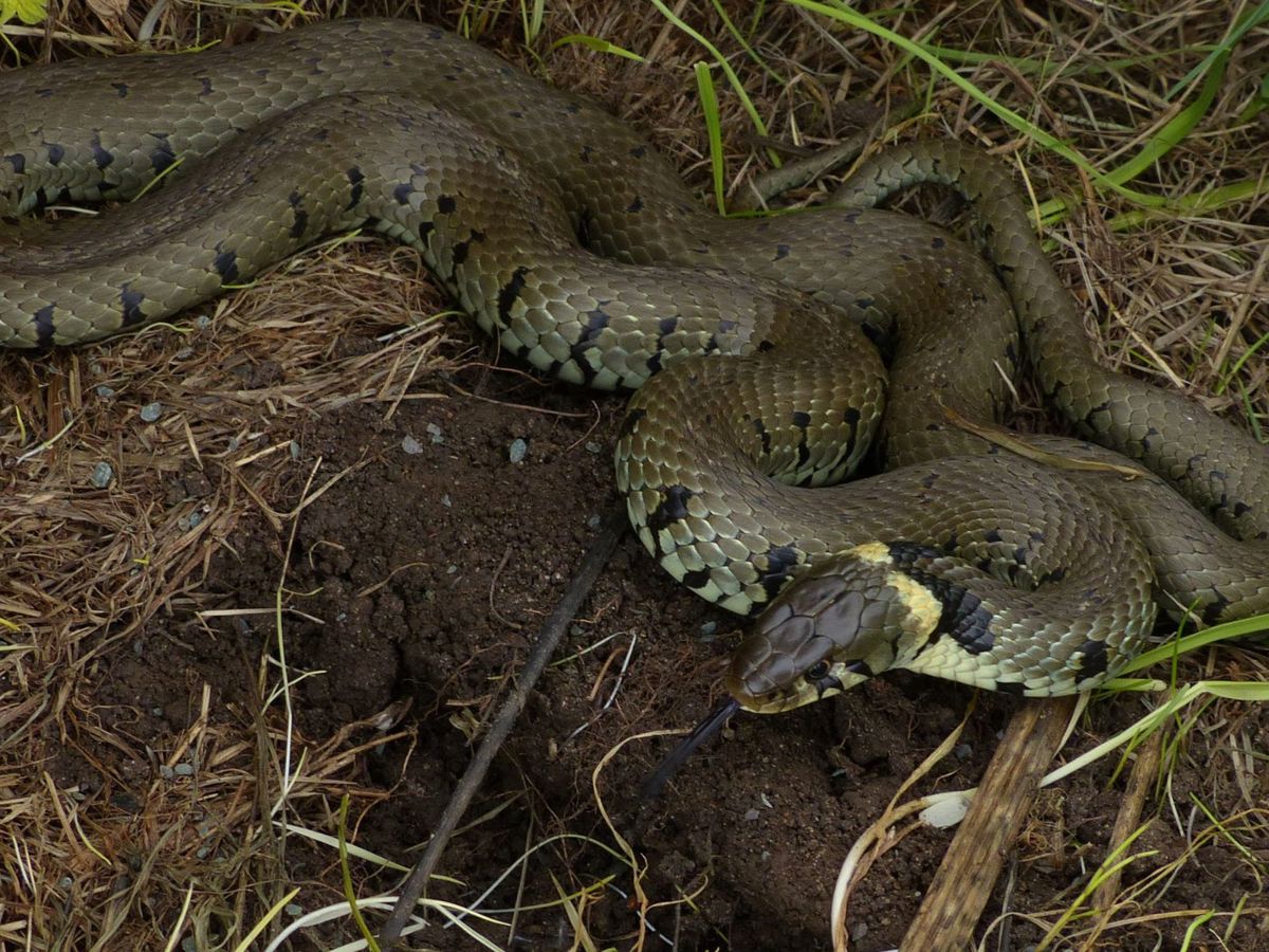 Grass snake in Milton Keynes park