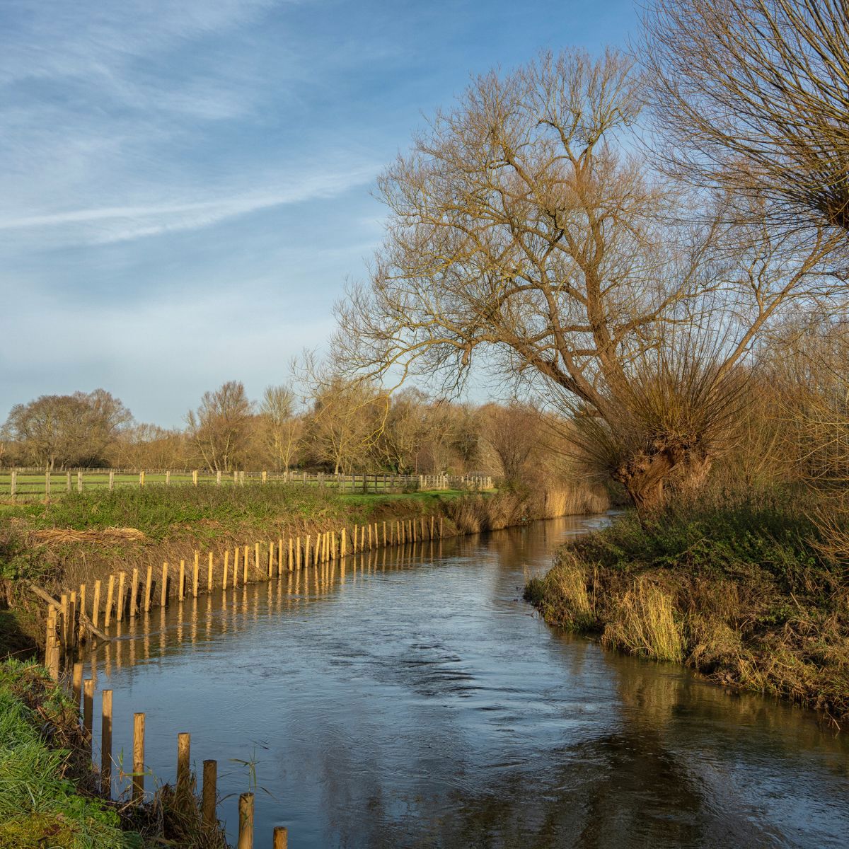 River with sticks in and trees with no leaves in winter