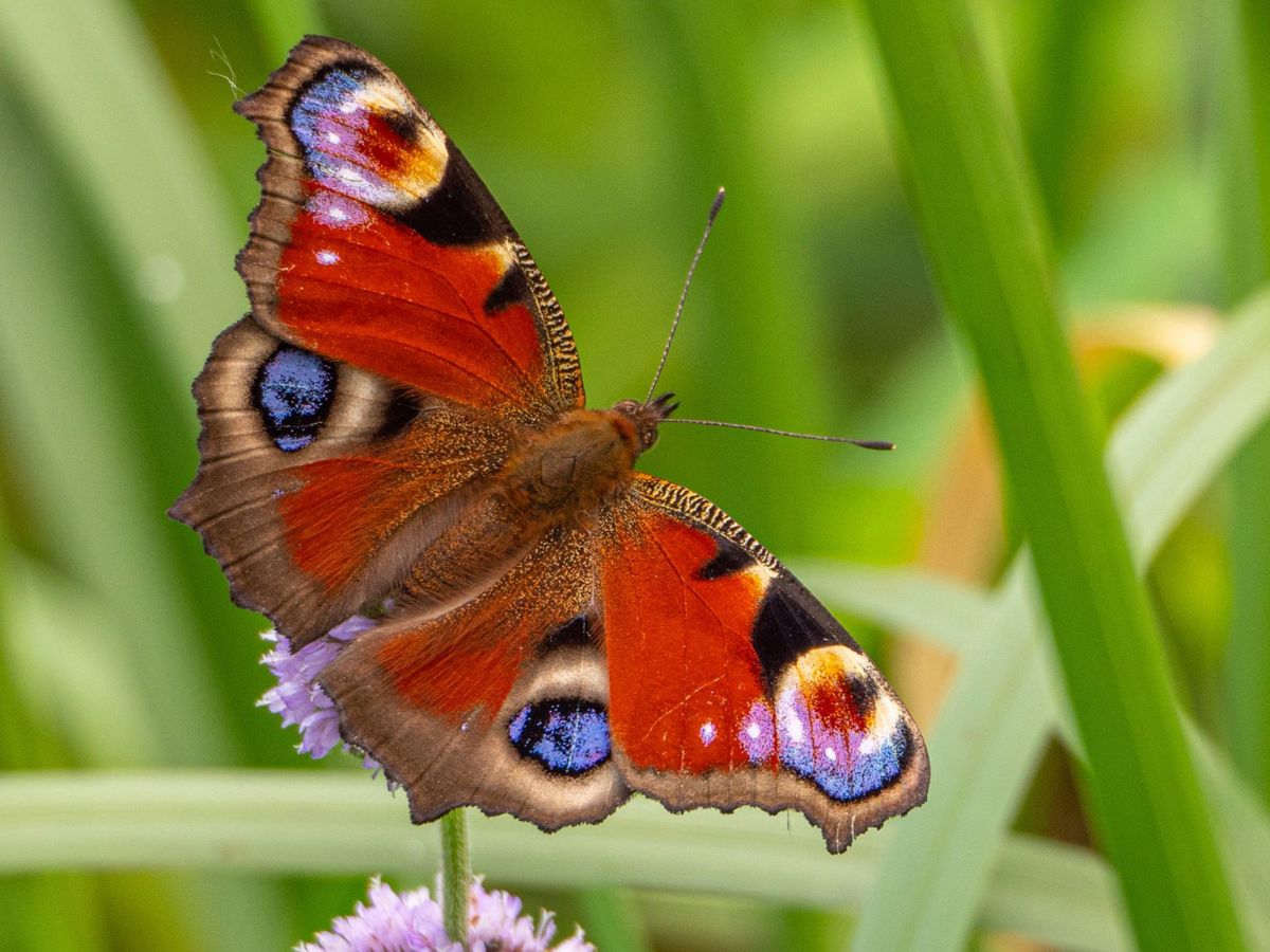 Butterfly with wings spread on grass