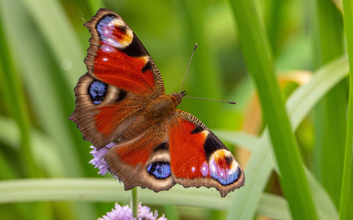 Butterfly with wings spread on grass