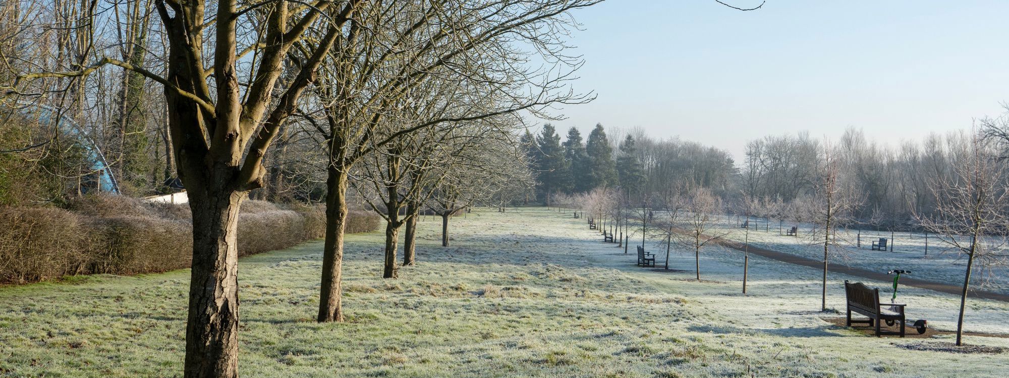 Avenue of trees with benches in frost