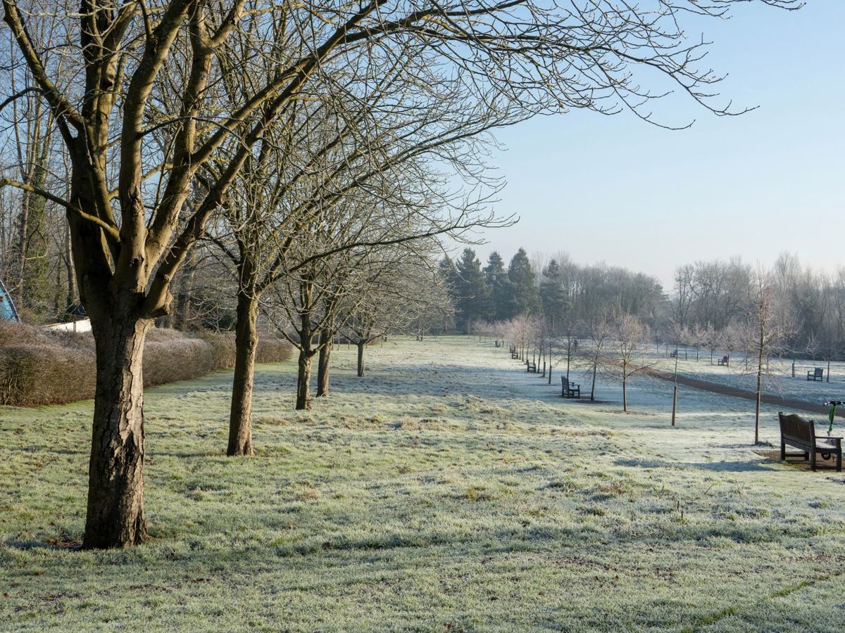 Avenue of trees with benches in frost