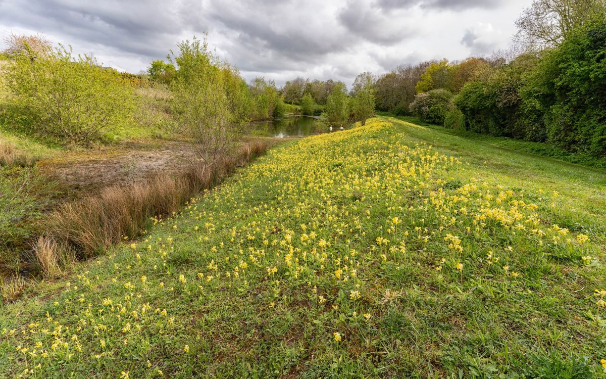 Cowslips on bank at Stonepit Field in Milton Keynes