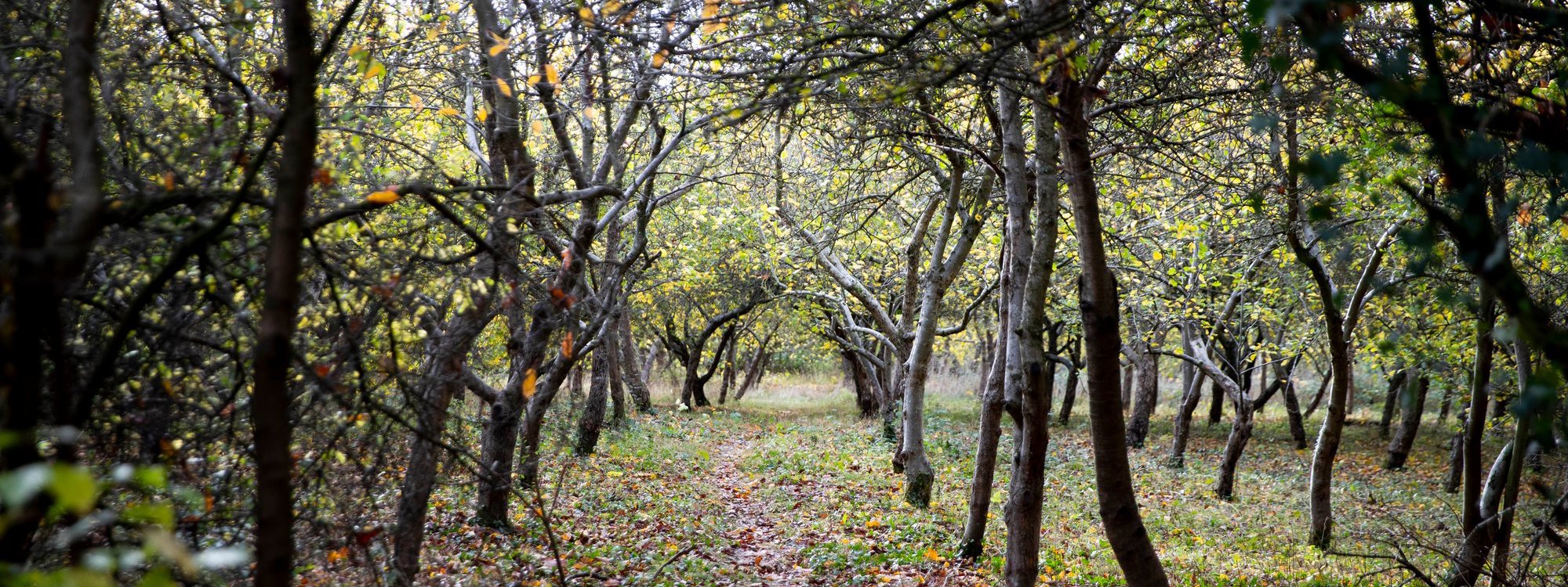 View through the avenue of apple trees lining a rough path through an orchard