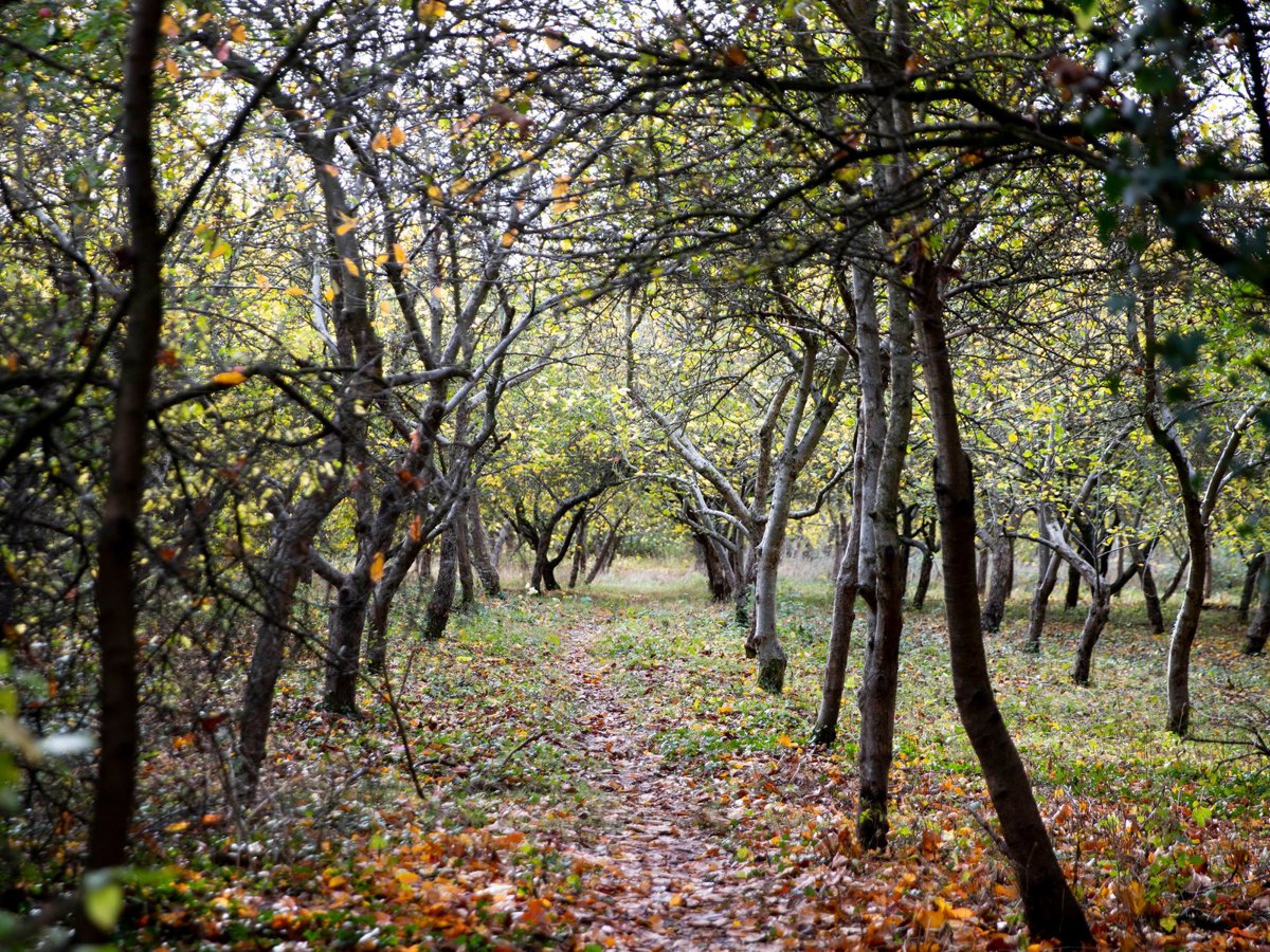 View through the avenue of apple trees lining a rough path through an orchard