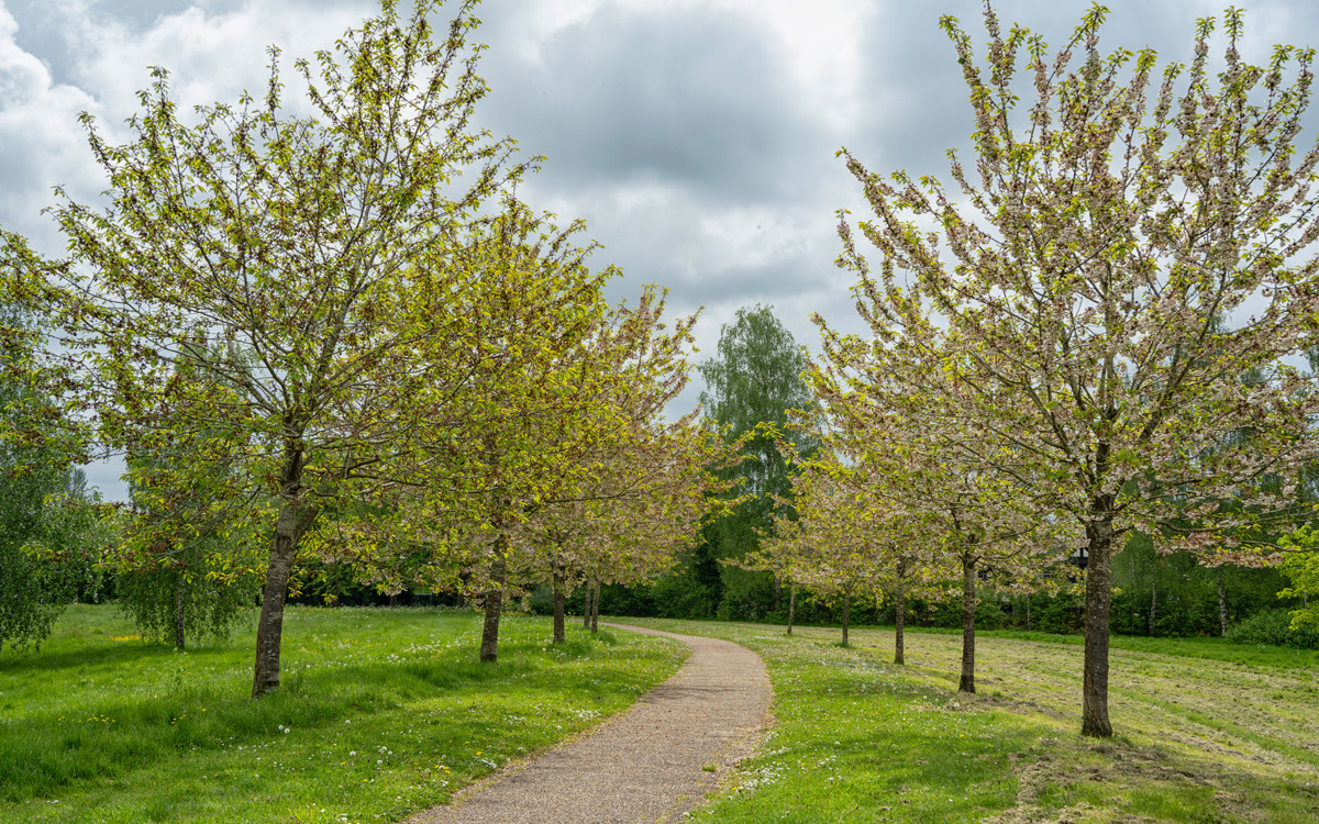Tree-lined avenue at Kents Hill Park.