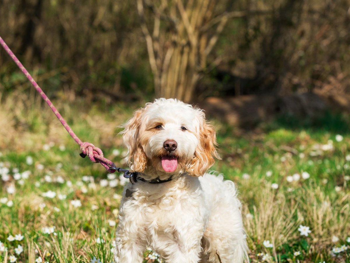 Woof Walk: Waterhall Park