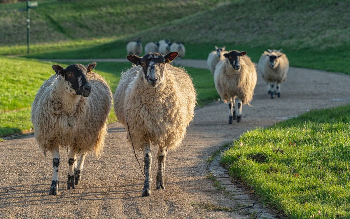 Sheep walking up path in Campbell Park