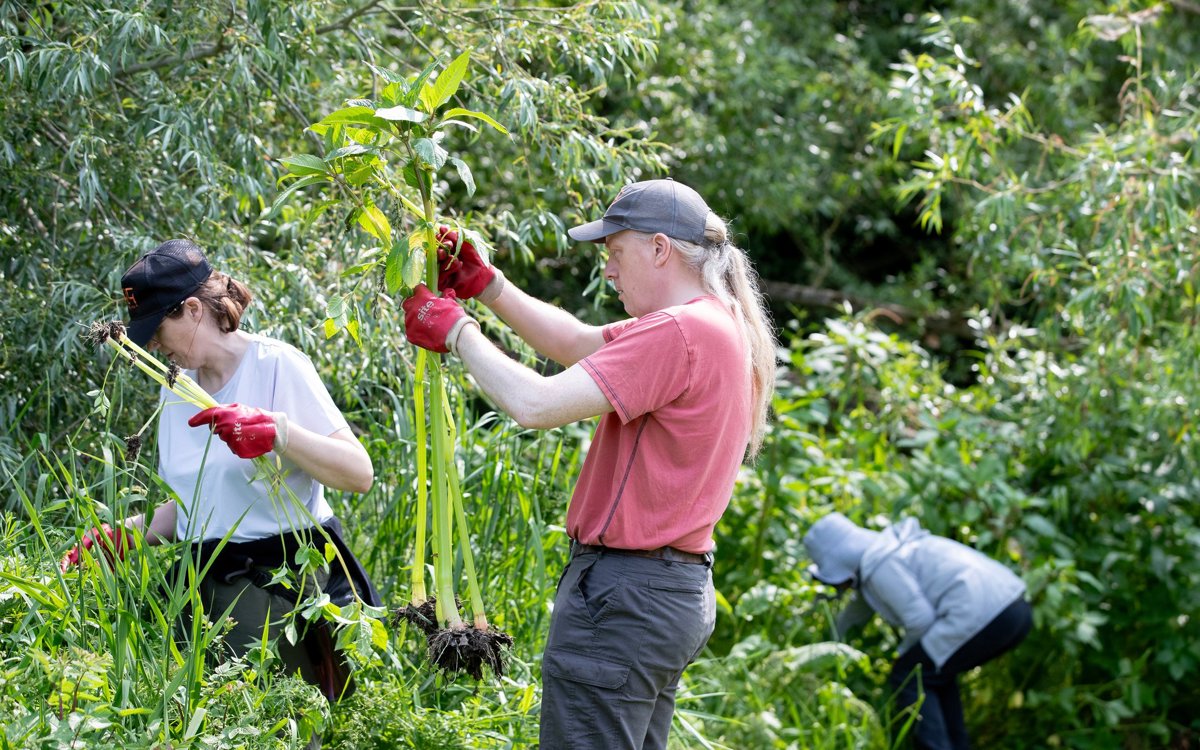People pulling out Himalayan balsam out of the ground
