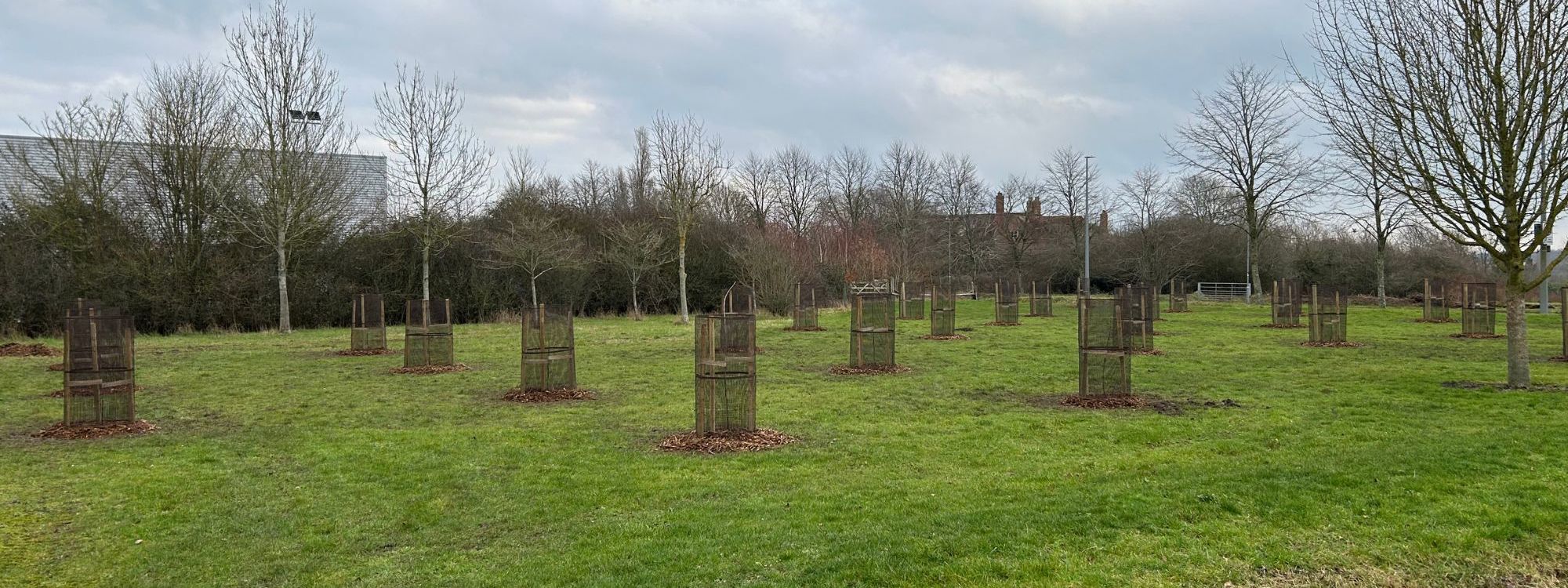 Trees with tree guards in field